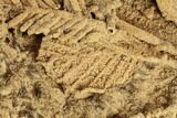 Plate Of Fossil Pine Branches & Leaves In Travertine - Austria #113063-4